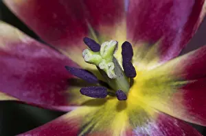 Heralds Of Spring Prints: Tulip open