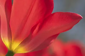 Springtime Tulip Blossom Prints: Tulip tulipa