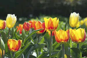 Colorful Spring Flowers Prints: Tulip tulipa