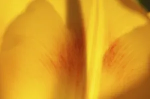 Tulip Close Up Prints: Tulip tulipa