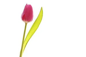 Lilac Blossom Prints: Tulip (Tulipa)