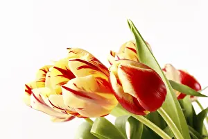 Studio Shot Of Tulips Prints: Tulips