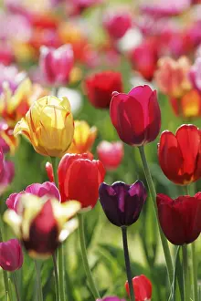 Red Tulips Prints: Tulips