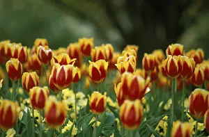 Red Blossom Macro Prints: Tulips