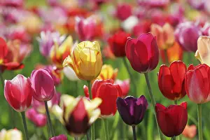 Red Tulips Prints: Tulips