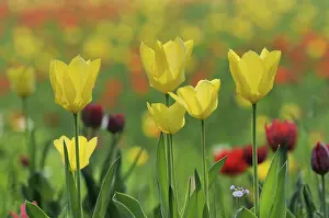 Colorful Spring Flowers Prints: Tulips