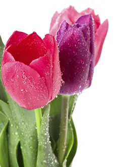 White Background Flowers Prints: Tulips