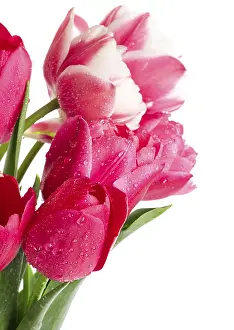 Ornamental Plant Prints: Tulips