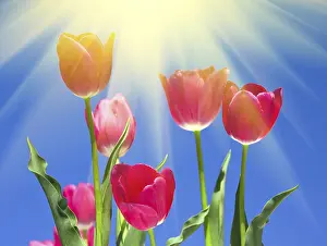 Spring Flowers Prints: Tulips