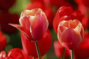 Heralds Of Spring Prints: Tulips