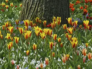Liliaceae Family Plants Prints: Tulips