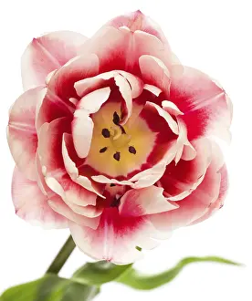 Heralds Of Spring Prints: Tulips