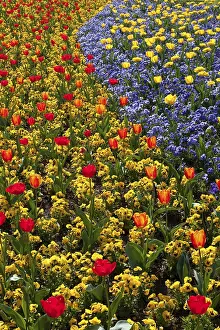 Heralds Of Spring Prints: Tulips
