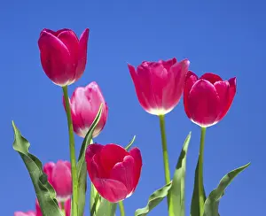 Framed Print : Tulips Print Framed Print : Tulips Print