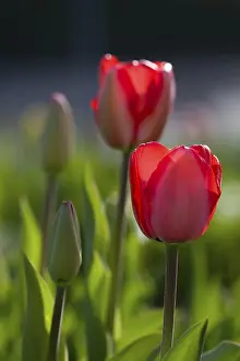 Decorative Flower Arrangement Prints: Tulips in the backlight