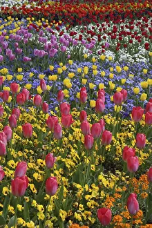 Vernal Flowering Plants Germany Prints: Tulips in a bed