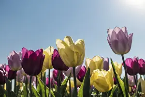 Vernal Flower Photography Prints: Tulips in spring against the light