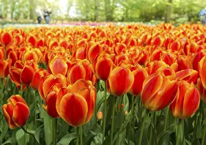 Spring Flowers Prints: Tulips (Tulipa)
