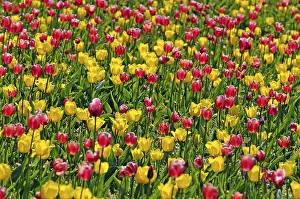 Vernal Flower Images Prints: Tulips (Tulipa spp.)