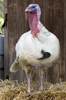 Animal Husbandry Practices Prints: Turkey