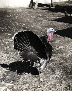 Galliforms Birds Prints: Turkey in its enclosure