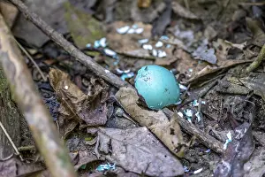 South American National Parks Prints: Turquoise eggshell, broken egg on the forest floor
