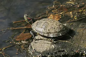 Natural Environments Prints: Turtle