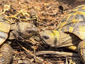 Wild Animal Behavior Prints: Two turtles facing each other on ground in forest