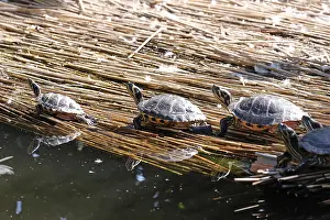 Wildlife Photography Croatia Prints: Turtles sunbathing