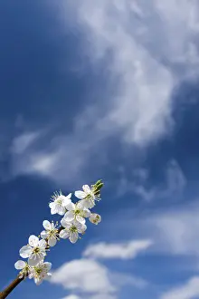 Vernal Flowers In May Prints: Twig of abloom tree