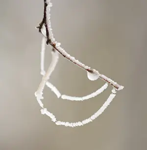 Lower Saxony Winter Landscape Prints: Twig and spider threads with hoarfrost