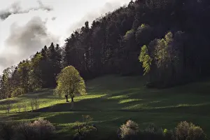 Swiss Countryside Landscape Prints: Twin tree, twin lime, lime tree in spring