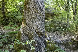 European Nature Escapes Prints: Twisted tree trunk, Gres d'Annot sandstone labyrinth hike