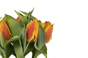 Ornamental Plant Studio Shot Prints: Two-colored orange