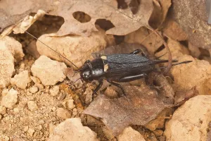 Long Horned Grasshopper Prints: Two-spotted cricket
