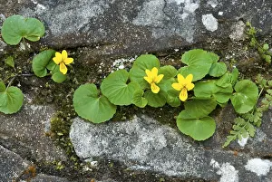 European Botany Plants Prints: Twoflower Violet (Viola biflora)