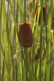 Typha minima Print - Dwarf Cattail
