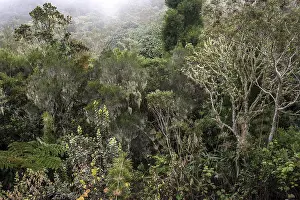 Uninhabited Cloud Forests Prints: Typical dense vegetation in the cloud forest with mossy trees