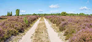 Luneburg Heath Landscape Prints: Typical heath landscape with juniper
