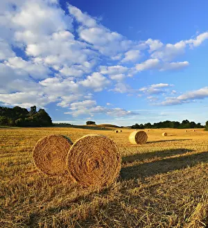 Summer Evening Landscape Prints: Typical hilly landscape with copses