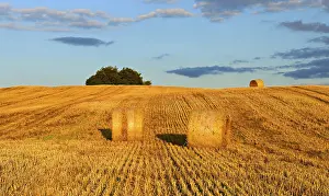 Summer Evening Sky Prints: Typical hilly landscape with copses