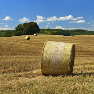 Hilly Landscape Prints: Typical hilly landscape with copses