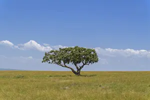 Kenya Wildlife Refuge Prints: Typical savannah landscape with tree