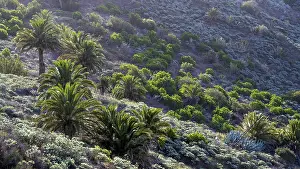 La Gomera Nature Photography Prints: Typical vegetation with palm trees