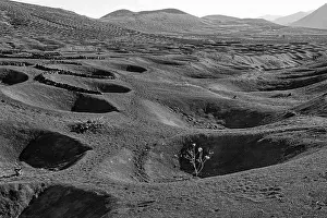 Dry Farming Method Prints: Typical viticulture in dry farming method