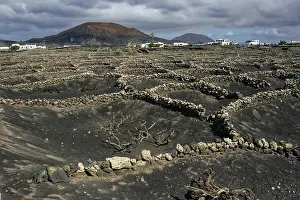 Canary Islands Viniculture Prints: Typical viticulture in dry farming method