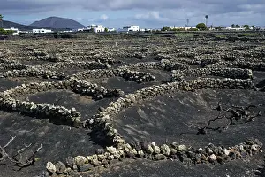 Vitaceae Plant Cultivation Prints: Typical viticulture in dry farming method
