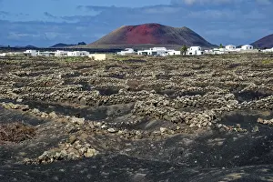 Canary Islands Agriculture Prints: Typical viticulture in dry farming method