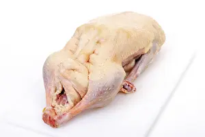 Anseriformes Bird Species Prints: Uncooked goose