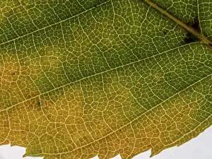 Leaf Vein Structure Prints: Underside of a translucent autumnal leaf in various colours